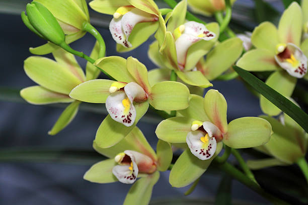istock Floriferous yellow orchid 638374790