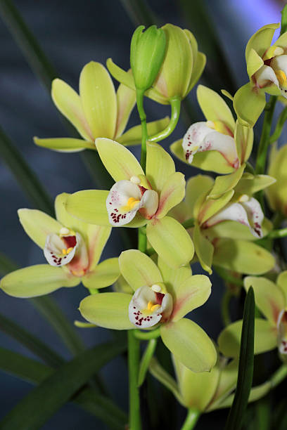 istock Phalaenopsis yellow orchid 638374944