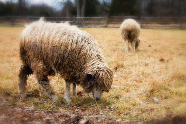 leicester longwool sheep - leicester 個照片及圖片檔