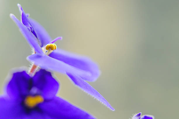 istock Coquettish in purple. 638376368