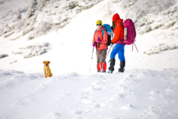 istock Two girls with a dog. 638377278
