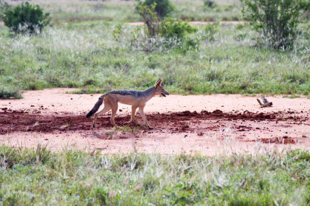 istock Jackal walking in the tall grass 638378728