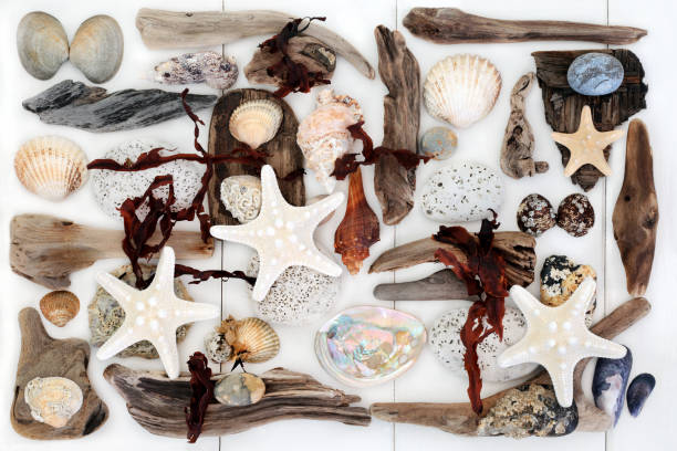 istock Natural Treasure from the Sea 638379952