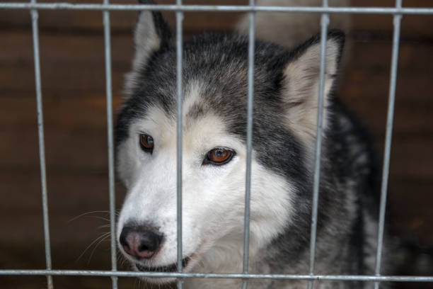 istock Sad dog locked in the cage 638381298