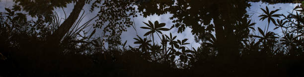 istock Dark, gloomy background about nature and the environment. 638381534