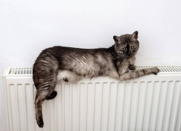 istock cat relaxing on a warm radiator 638381924