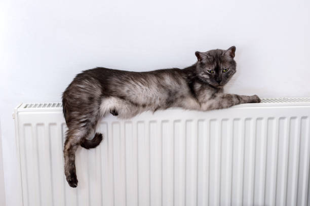 istock cat relaxing on a warm radiator 638381962