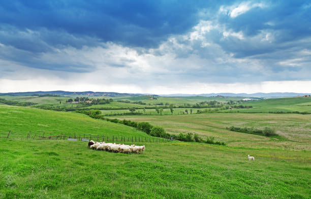 tuscany rural landscape, sheep flock grazing grass among green valley. - jumbuck imagens e fotografias de stock