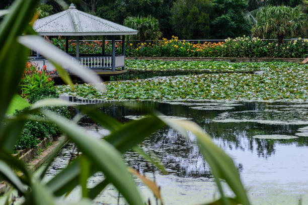 istock pond with blooming water lilies 638384718