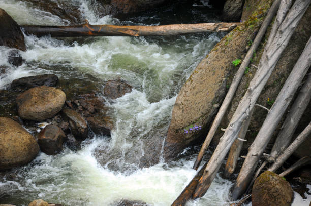 istock Logs Caught in Gibbon Falls in Yellowstone 638385674