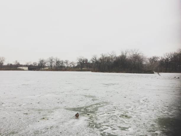 A frozen lake in the winter with ducks
