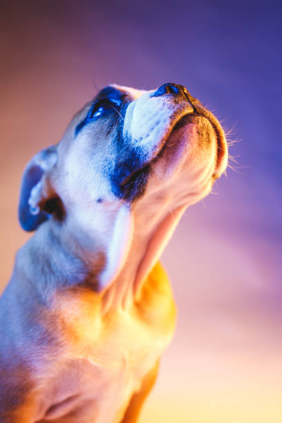 A white and brown English Bulldog dog head portrait with funny expression in face, selective focus, focus on eye.