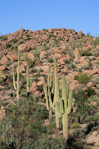 Arizona desert boulders covering hill with sahuaros, cactus, and scrub trees