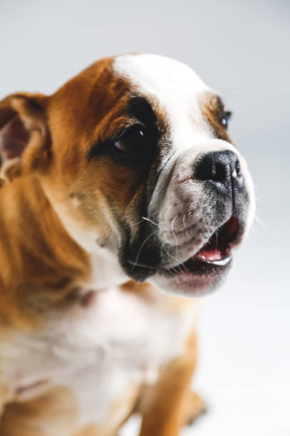 istock Cute Bulldog Puppy Posing for the Camera 638389798