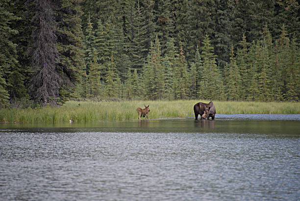istock Moose Cow and Calf Feeding in Lake 638390296