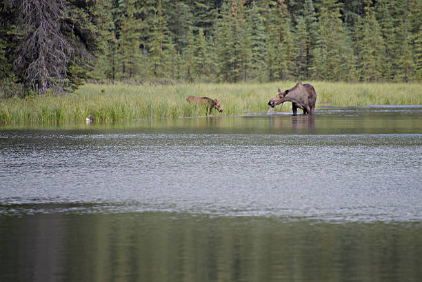 istock Moose Cow and Calf Feeding in Lake 638390302