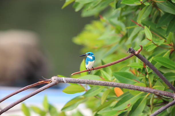 Cerulean kingfisher stock photo
