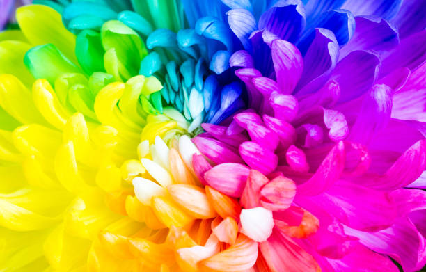 istock Colorful rainbow flower background 638391668