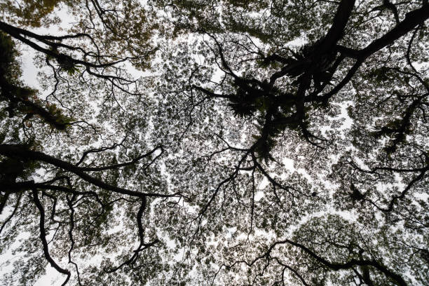 istock Beautiful silhouette view of tree 638391984