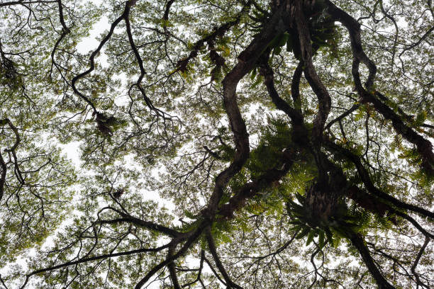 istock Beautiful silhouette view of tree 638392272