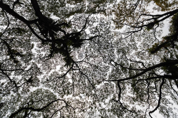 istock Beautiful silhouette view of tree 638392406