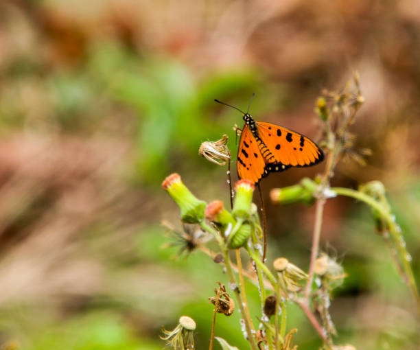 istock Beautiful Orange Butterfly 638392744