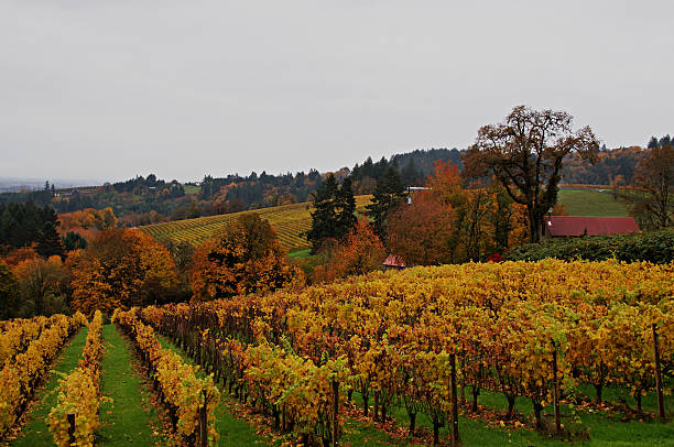 istock Oregon Wine Country in Autumn 638392874