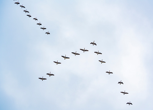 Canadian Geese grand winter migration