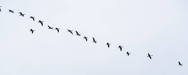istock Canadian Geese grand winter migration 638393926