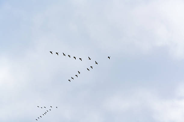 istock Canadian Geese grand winter migration 638393936