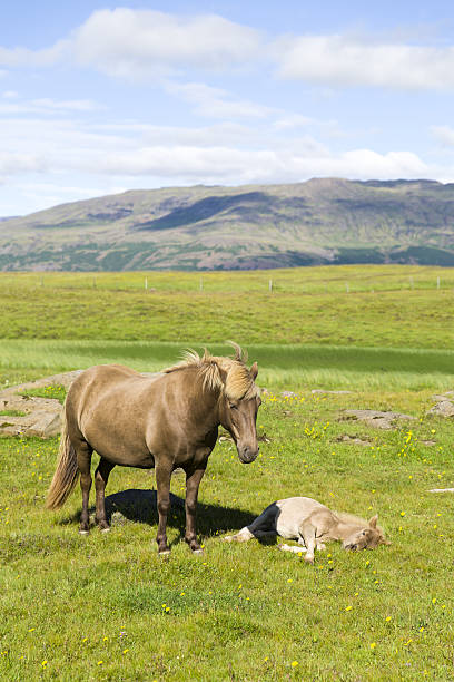 Icelandic Horse