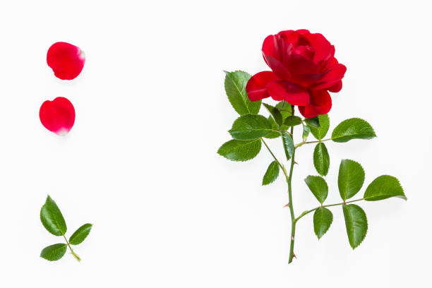 istock backlit Valentine's day rose isolated on white background 638394808