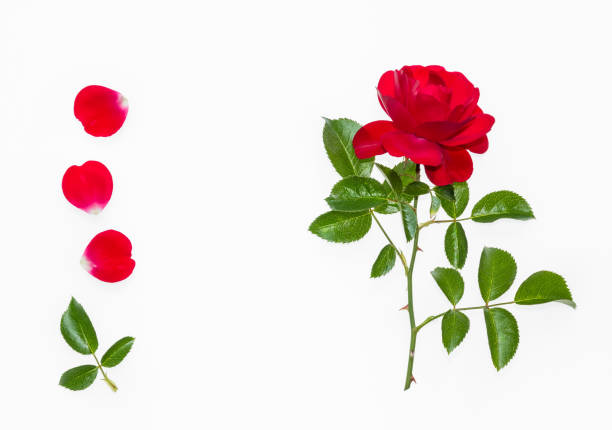 istock red tea rose with petals on white background 638394818