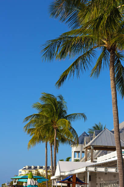 istock Tropical tall under the sun in Key West, Florida, USA. 638394900
