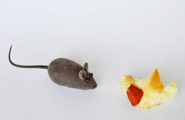 istock mouse toy and sausage bread on white background 638396990