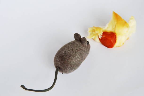 istock mouse toy and sausage bread on white background 638397010