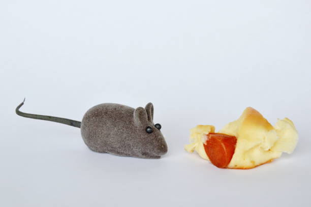 istock mouse doll and sausage bread on white background 638397030