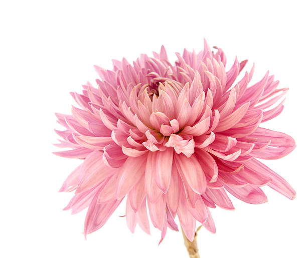 istock Pink chrysanthemum flower on a long stem on a white 638398908
