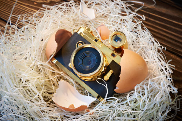 istock Concept small compact photo camera as baby in nest 638399148