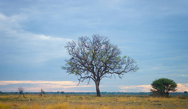 istock morning in savannah 638399634