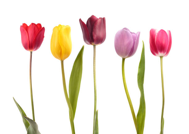 istock Set of five different color  tulips 638400170