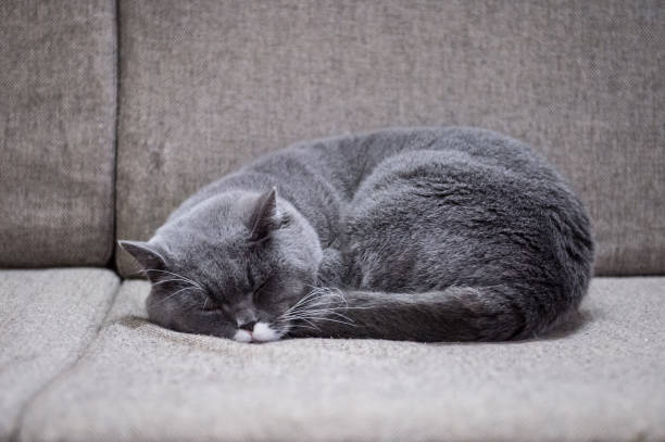 istock The gray British Shorthair 638401302