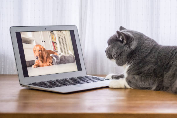 istock The gray British Shorthair 638401316