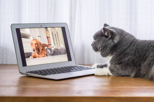 istock The gray British Shorthair 638401334