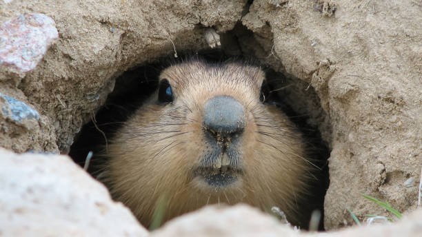 Groundhog after winter hibernation, Baikonur, Kazakhstan Groundhog muzzle looking out of mink woodchuck photos stock pictures, royalty-free photos & images