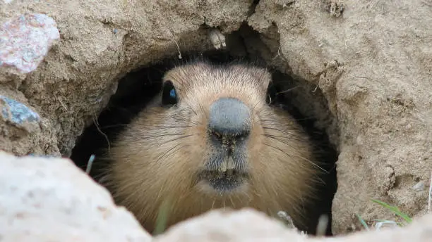 Photo of Groundhog after winter hibernation, Baikonur, Kazakhstan