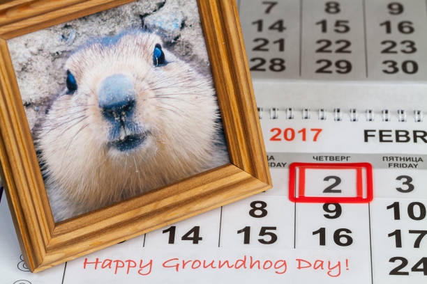Groundhog day in the calendar Picture the Groundhog in the photo frame is on the calendar groundhog day stock pictures, royalty-free photos & images