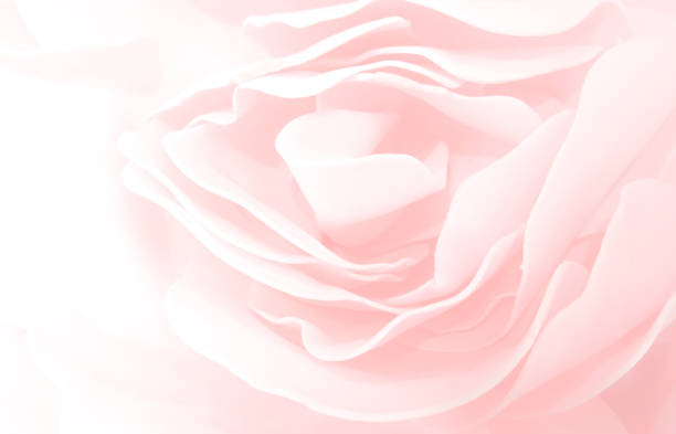 istock sweet color roses flower in blur style  pattern texture 638405014