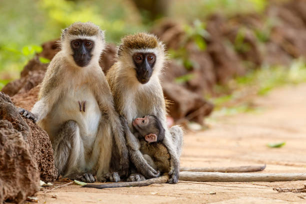 istock Pair of vervet monkeys with a nursing infant 638405016