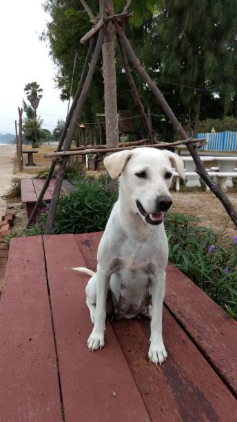 istock white dog is waiting someone on the chair 638406078